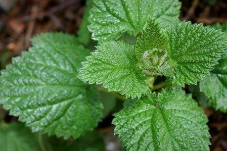 Nettle helps improve efficiency and confirm libido