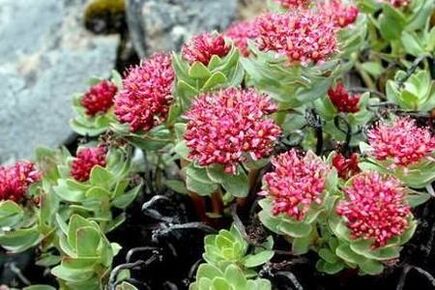 Rodiola pink to prepare the efficiency of tincture